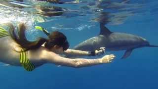 Swimming with wild dolphins  Kona Hawaii [upl. by Aehsila]