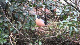 Male Bullfinch Singing [upl. by Nhguavahs998]