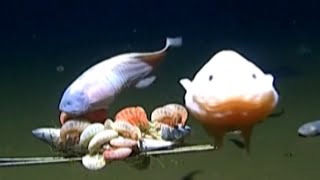 This is the Deepest Fish Ever Recorded in the Ocean [upl. by Chan]