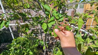 Growing Canadian Serviceberry Amelanchier Canadensis update on plum trees and other fruit trees [upl. by Iramaj]