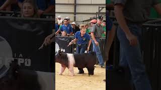 Even when these Livestock kids Lose They still Win Karis and Smack Down at CYAE Livestock Show [upl. by Hirsch495]