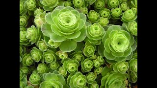 Roseshaped succulent Greenovia dodrentalis [upl. by Kraus]