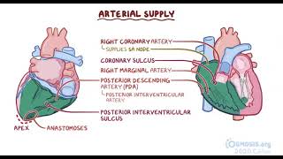 Coronary Circulation  Osmosis [upl. by Waechter]