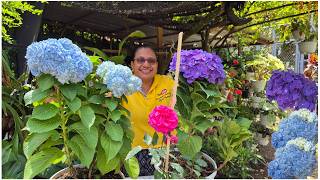 🌻TRASPLANTE DE HORTENSIAS Y ROSAS te muestro el sustrato para ellasLiliana Muñoz [upl. by Elo]