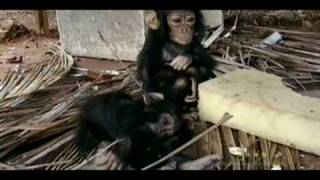 Illegal Commercial Bushmeat Trade [upl. by Dave215]