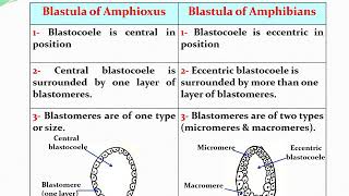 Embryology lect3 part 2 [upl. by Asirac481]