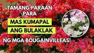 EFFECTIVE NA PAMPABULAKLAK NG ATING MGA BOUGAINVILLEAS [upl. by Hunley]