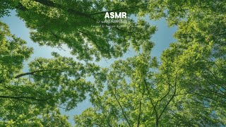 나뭇잎의 소란 ASMR [upl. by Bathsheeb]