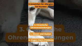 5 Anzeichen für Allergien bei Hunden hundegesundheit shorts [upl. by Eniale]