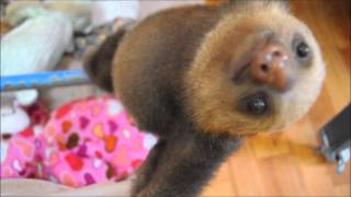 Katie the Baby Sloth reaches out [upl. by Ydroj]