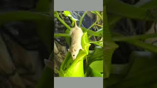 pitcher plant vs mouse  viralvideo yt mousetraps pitcherplants○●shorts [upl. by Paff]