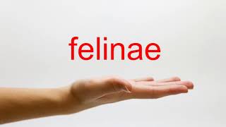 How to Pronounce felinae  American English [upl. by Kirstyn]