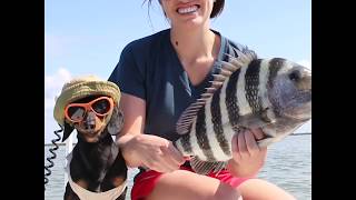 Cute Wiener Dog LOVES Fishing [upl. by Nisaj]