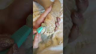 SATISYFYING DEAD SKIN REMOVAL  SCRAPING A MASSIVE FOOT CALLUS [upl. by Laurence]