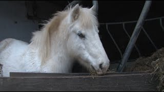 Le Poney Club Wallonie Bruxelles [upl. by Ahsitan982]