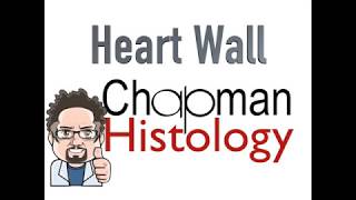 3 Min Histology Heart Wall [upl. by Cece]