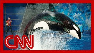 SeaWorld releases video of 2006 killer whale attack [upl. by Edak]