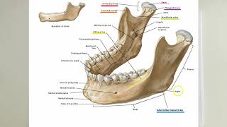 ANATOMİ12KONUCraniumOs Nasale Concha Nasalis Inferior Mandibula Os Hyoideum [upl. by Raleigh]