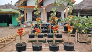 cara mudah menanam tomat di pot supaya berbuah lebat  easy way to plant tomatoes in pots [upl. by Packer468]