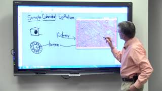 Simple Cuboidal Epithelium [upl. by Anrehs]