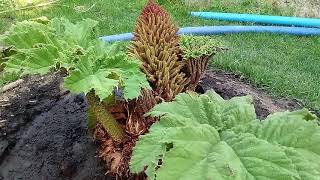 101Gunnera Manicata 3 tyg po posadzeniu [upl. by Benenson]