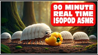 90 Minutes Real Time of Isopods Eating A Yellow Pepper Isopod House 4K [upl. by Limbert]