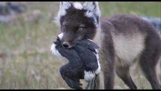 Fox Feasts on Baby Guillemots  Natures Great Events  BBC [upl. by Cos]