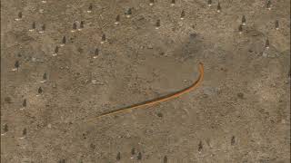 huge snake and hundreds of prairie dogs [upl. by Munroe544]