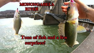 First time fishing MONONGAHELA RIVER for WALLEYE with SOFTPLASTIC SWIMBAITS MISSION SUCCESSFUL [upl. by Adaner506]