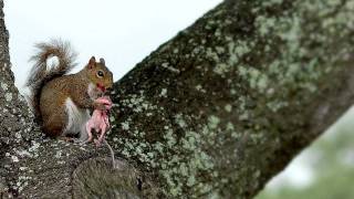 squirrel cannibal [upl. by Adnert]