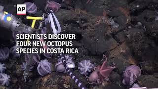 Scientists discover four new deepsea octopus species in Costa Rica [upl. by Ho]