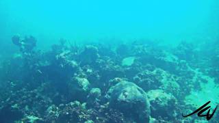 WARNING THIMBLE JELLYFISH  SEA LICE at RIVIERA MAYA  YouTube HD [upl. by Zacharias998]