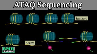 ATAC Sequencing  How ATACSeq Works  Assay For TransposaseAccessible Chromatin [upl. by Bannerman]