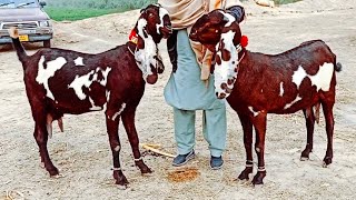 Bakra Mandi sahiwal ki update Top ki Bital Bakrian 03124058010 Altaf goat farm [upl. by Ellehsim]