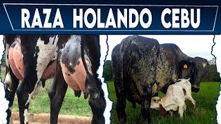 🔴VACAS LECHERAS GIROLANDO HOLANDO CEBU ✅ Gado Leitero 🏆 Crea tu Negocio Ganadero [upl. by Ardnoek]