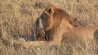 Savuti lions kill a warthog HD version [upl. by Odrude802]