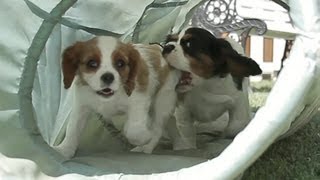 Cavalier King Charles Spaniel Puppies In a Tunnel [upl. by Wooster]