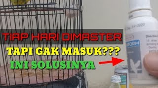 Cara Memaster Pleci Agar Cepat Masuk  Dijamin Ngefek 9999 Ala Pleman Pensiun [upl. by Ahsin977]