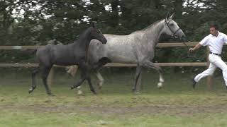 16 Cornet Obolensky X Untouchable h [upl. by Rodmann]