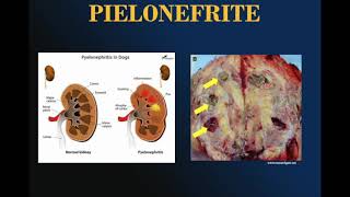 Pielonefrite em Cães e Gatos [upl. by Florri]