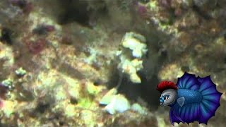 Vermetid Worm SnailClear Thin Worm in SaltWater Tank [upl. by Worrad]