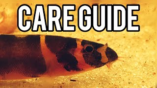 Should YOU get a Kuhli Loach Care Guide [upl. by Lapo]