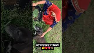 dog lover video  farmhouse living  village lifestyle shorts viral youtubeshorts [upl. by Aerona693]