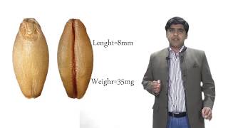 Wheat Grainkernel componentproteinGluteninGliadinGluten and seed Refraction [upl. by Haseena]