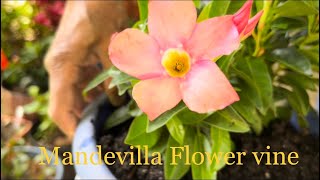 Mandevilla plant Care  Mandevilla or Dipladenia Care  Mandevilla Care in Winter [upl. by Iinden220]