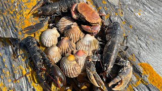 Epic Foraging Adventure Giant Lobster Crab Scallops and a Beach Cookup [upl. by Akiwak]