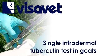 Single intradermal tuberculin test in goats [upl. by Cary937]