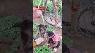 grafted brinjal or tomato plants baripada odisha graftedbrinjal farming Grafting brinjal odisha [upl. by Klapp664]