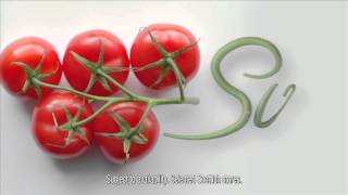 Lidl Scotland Vine Ripened Tomatoes [upl. by Eanehs555]