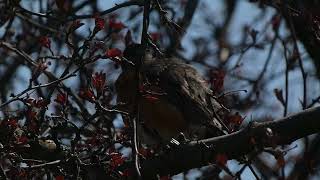 American Robin Preening in Treetops Video [upl. by Eelsha]